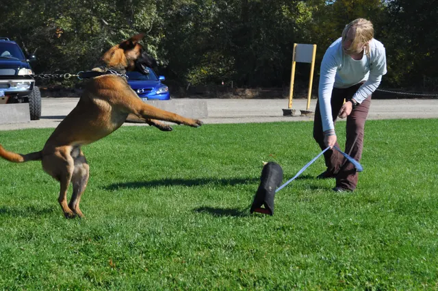 October 16, 2009 Club Training on October 16, 2009 — a Belgian Malinois working close to the handler during engagement training — photo 10