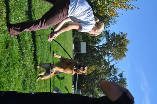 October 16, 2009 Club Training on October 16, 2009 — a dog moving toward the handler during tug and reward work — photo 14