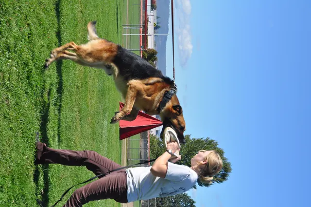 October 16, 2009 Club Training on October 16, 2009 — a Belgian Malinois jumping for a tug during drive-building work — photo 18