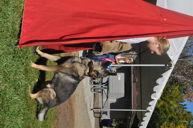 October 16, 2009 Club Training on October 16, 2009 — a German Shepherd training beside the club tent and field area — photo 22