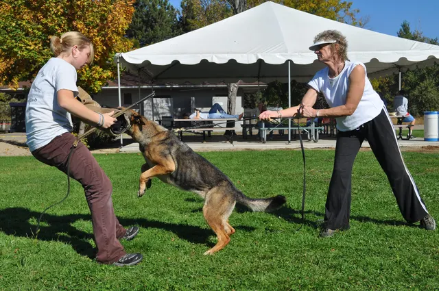 October 16, 2009 Club Training on October 16, 2009 — a working dog playing tug between handlers during reward-based training — photo 26