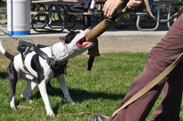 October 16, 2009 Club Training on October 16, 2009 — a black-and-white working dog gripping a tug reward — photo 30
