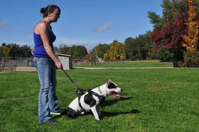 October 16, 2009 Club Training on October 16, 2009 — a handler practicing movement and recall with a working dog — photo 34