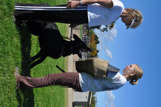 October 16, 2009 Club Training on October 16, 2009 — a black working dog focusing between two handlers during club training — photo 38