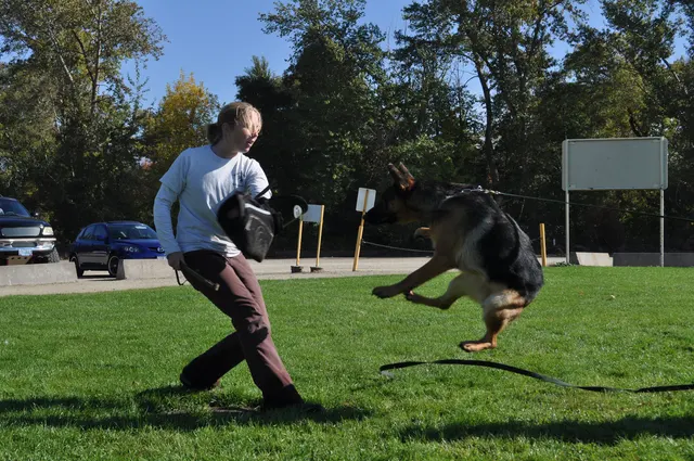 October 16, 2009 Club Training on October 16, 2009 — a German Shepherd jumping toward a tug during an engagement exercise — photo 03