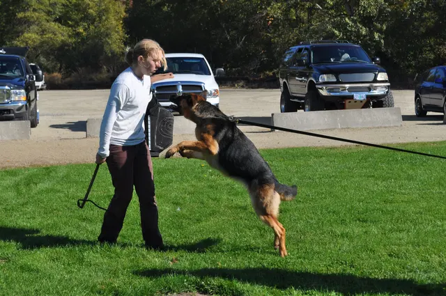 October 16, 2009 Club Training on October 16, 2009 — a working dog and handler practicing tug-based motivation and focus — photo 07
