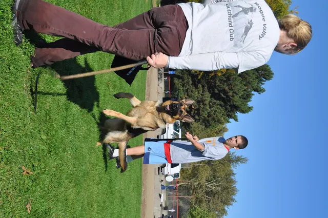 October 16, 2009 Club Training on October 16, 2009 — a handler working a smaller dog during a club obedience and engagement exercise — photo 11