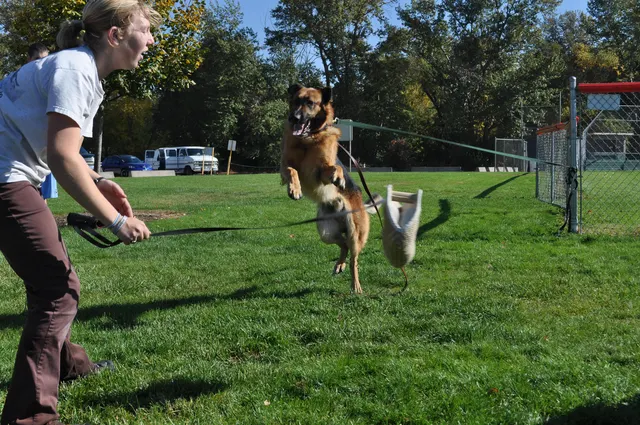 October 16, 2009 Club Training on October 16, 2009 — a working dog chasing the reward during a fast engagement exercise — photo 15