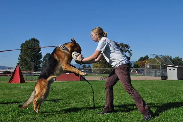 October 16, 2009 Club Training on October 16, 2009 — a Belgian Malinois maintaining engagement during close handler work — photo 19