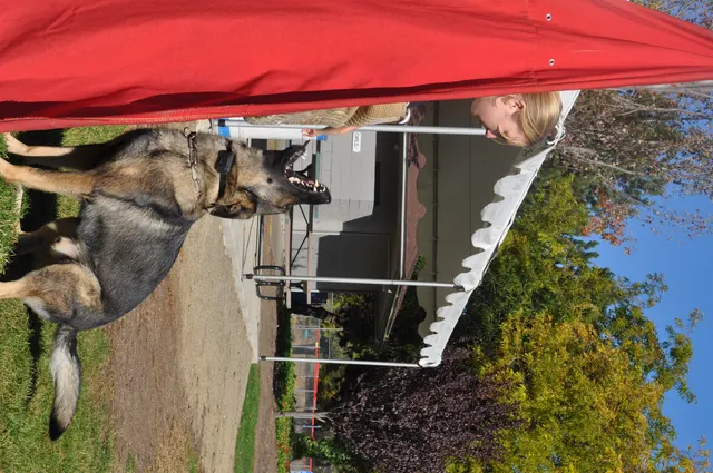 October 16, 2009 Club Training on October 16, 2009 — a working dog staying engaged with the handler near the club setup — photo 23