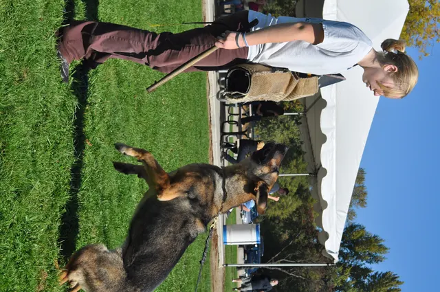 October 16, 2009 Club Training on October 16, 2009 — a German Shepherd focusing on the handler during close training work — photo 27