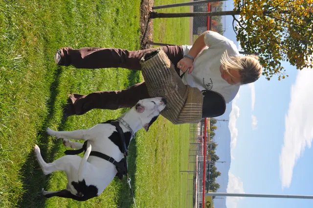 October 16, 2009 Club Training on October 16, 2009 — a handler reinforcing engagement with a black-and-white working dog — photo 31