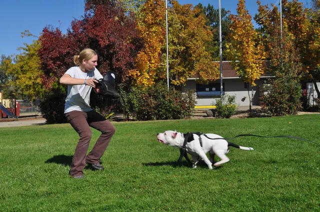 October 16, 2009 Club Training on October 16, 2009 — a black-and-white working dog running toward the handler during recall work — photo 35