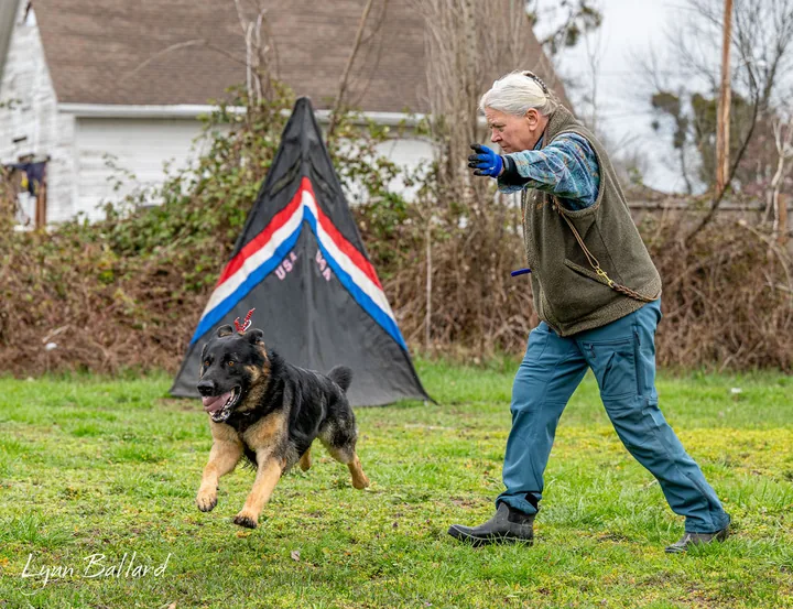 September 28, 2026 Club Training — German Shepherd and handler working near an IGP blind during club training — photo 01
