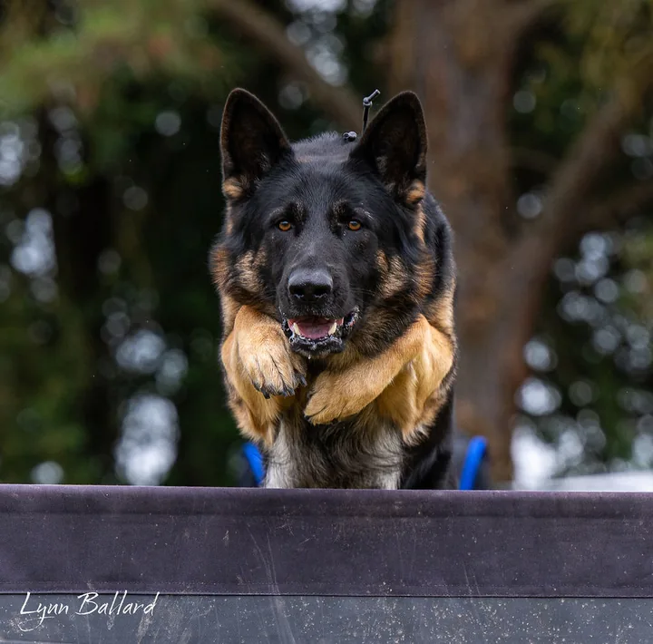 September 28, 2026 Club Training — German Shepherd clearing an obstacle during club training — photo 04