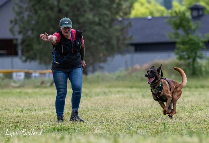 September 28, 2026 Club Training — Belgian Malinois running toward a handler during field training — photo 02