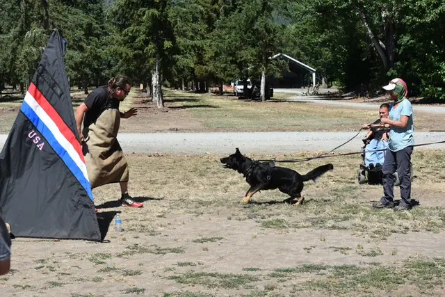RVSC Helper Certification on July 1, 2018 — a black working dog approaching the helper near a Schutzhund blind — photo 10