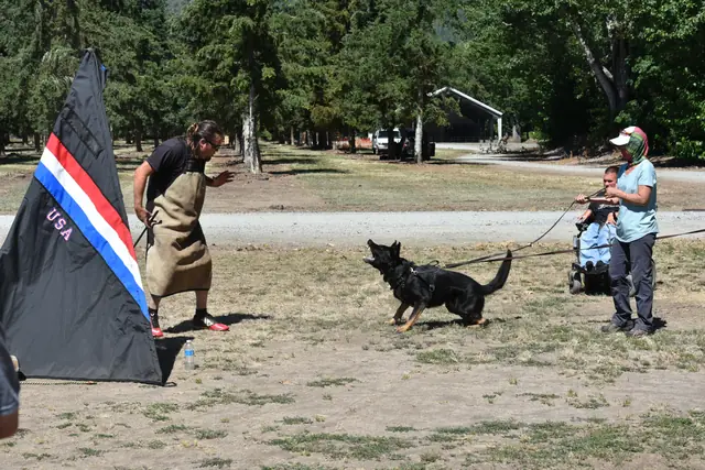 RVSC Helper Certification on July 1, 2018 — a black working dog driving toward the helper during protection work — photo 11
