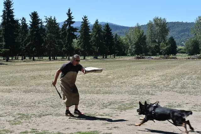 RVSC Helper Certification on July 1, 2018 — a black working dog engaging a helper wearing a protection suit during certification work — photo 14