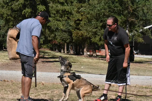 RVSC Helper Certification on July 1, 2018 — a helper presenting a bite sleeve while a working dog maintains focused attention — photo 02