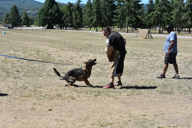 RVSC Helper Certification on July 1, 2018 — helper and handler coordinating a controlled sleeve-grip exercise — photo 08
