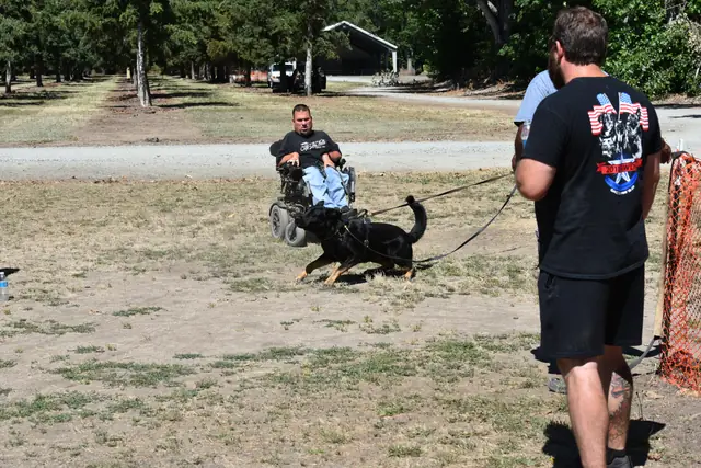 RVSC Helper Certification on July 1, 2018 — a working dog engaging the helper during certification field work — photo 09
