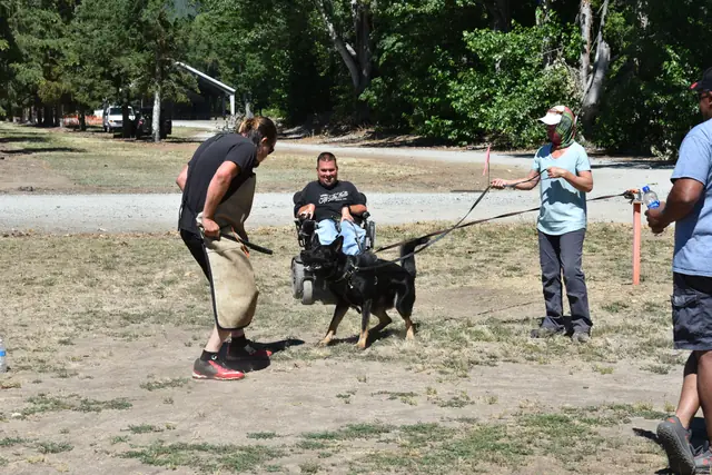 RVSC Helper Certification on July 1, 2018 — a working dog working close to the helper during a controlled sleeve exercise — photo 12