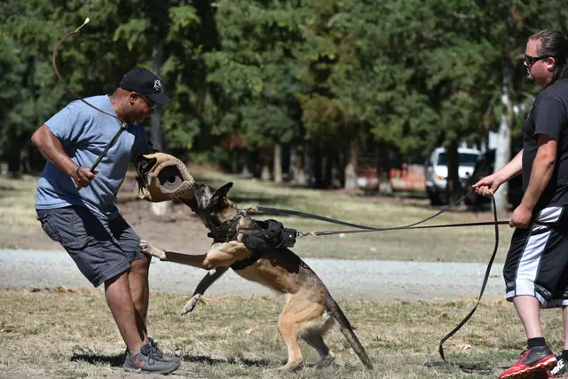 RVSC Helper Certification on July 1, 2018 — a working dog driving forward into a controlled bite-sleeve exercise — photo 04