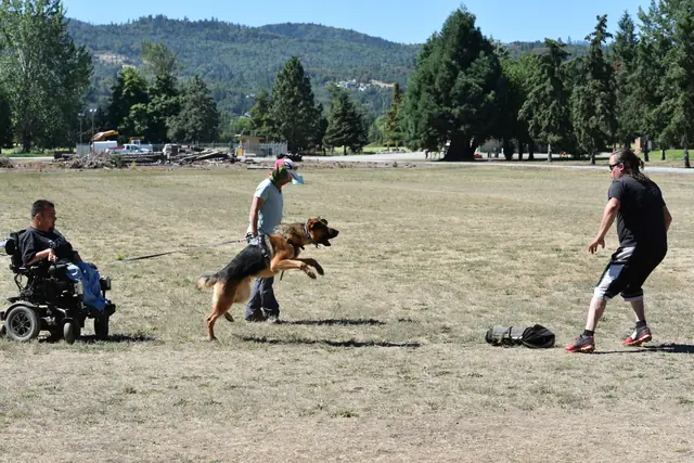 RVSC Helper Certification on July 1, 2018 — a working dog approaching the helper during a protection-training exercise — photo 05