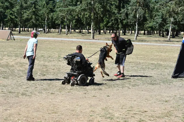 RVSC Helper Certification on July 1, 2018 — a working dog engaging the helper while a seated handler maintains control and support — photo 06