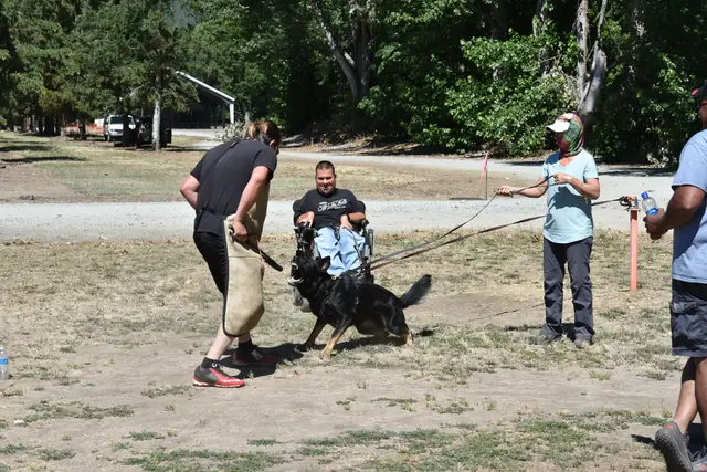 RVSC Helper Certification on July 1, 2018 — a working dog maintaining a controlled protection grip on the helper sleeve — photo 13