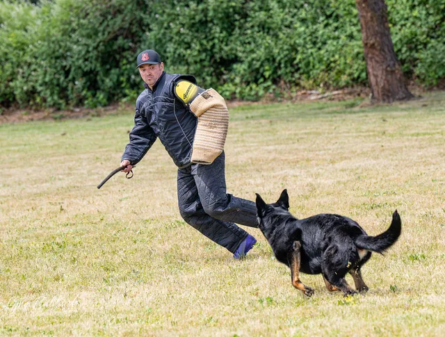 RVSC IGP & RH Trial — May 16–17, 2026 — working dog engaging the helper during protection phase sleeve work — photo 07