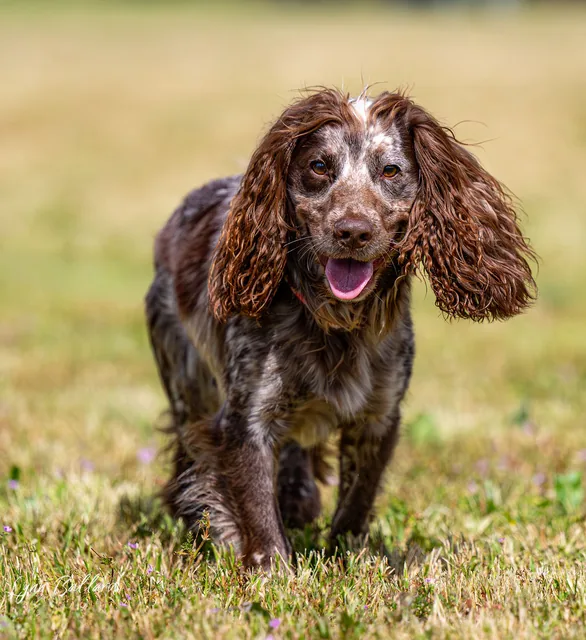 RVSC IGP & RH Trial — May 16–17, 2026 — rescue-dog participant moving across the field — photo 05