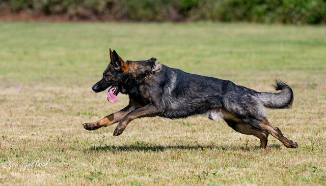 RVSC IGP & RH Trial — May 16–17, 2026 — working dog running with speed across the trial field — photo 03