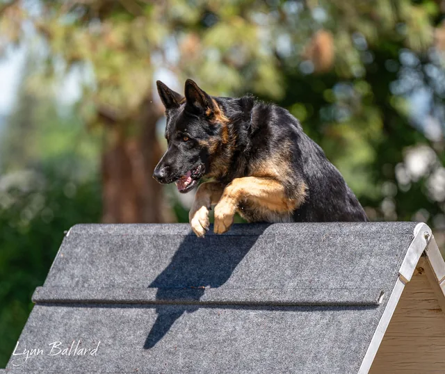 2025 RVSC IGP Trial — working dog crossing the scaling wall during the obedience phase — photo 06
