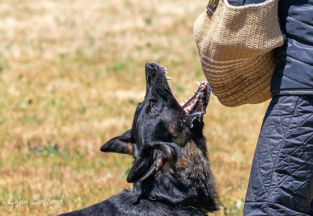 2025 RVSC IGP Trial — close-up of a working dog grip during the protection phase — photo 09