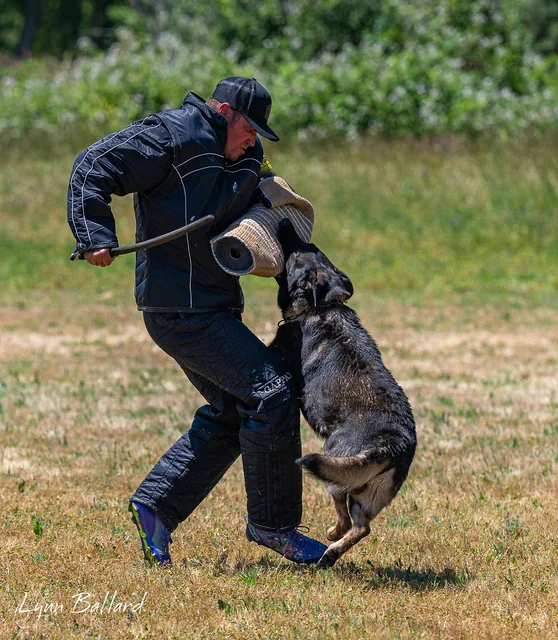 2025 RVSC IGP Trial — protection phase sleeve work with a helper and working dog — photo 02