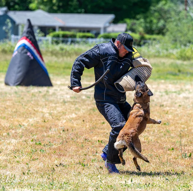 2025 RVSC IGP Trial — protection phase engagement with the helper and sleeve — photo 07