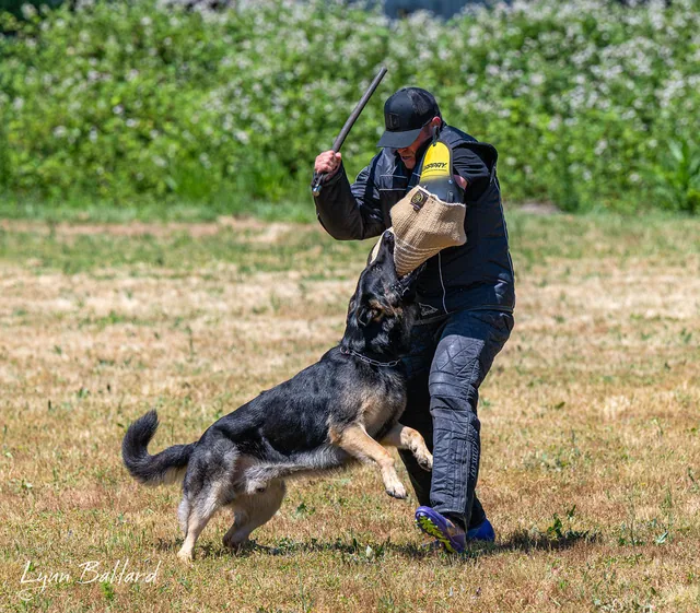 2025 RVSC IGP Trial — working dog gripping the sleeve during trial protection work — photo 08