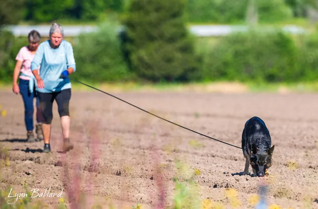 2025 RVSC IGP Trial — tracking phase work with a handler following a dog on a long line — photo 04