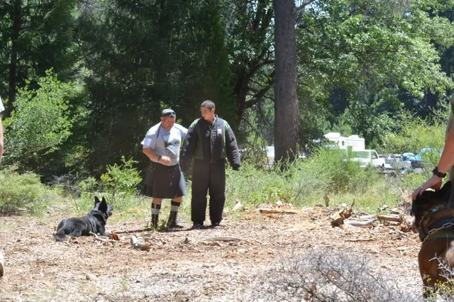 2013 RVSC Iron Dog Compilation — a working dog moving through an outdoor exercise — photo 10