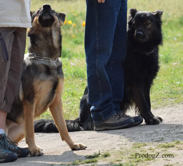 April 20, 2015 RVSC Schutzhund Trial on April 20, 2015 — handler control and obedience work on the trial field — photo 158