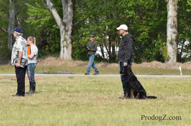 April 20, 2015 RVSC Schutzhund Trial on April 20, 2015 — a working dog engaging the helper during protection work — photo 159