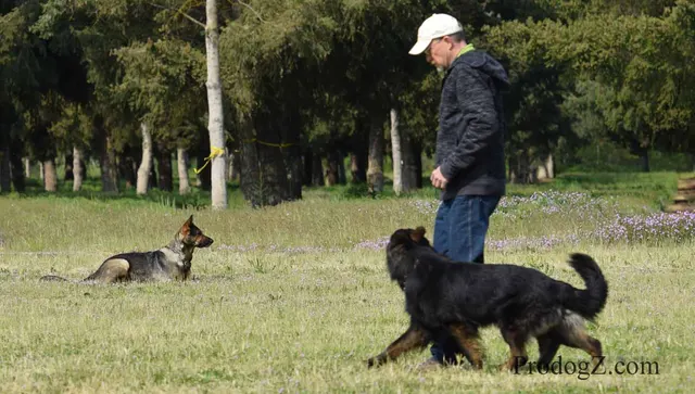 April 20, 2015 RVSC Schutzhund Trial on April 20, 2015 — a dog working near a Schutzhund blind during the protection phase — photo 160