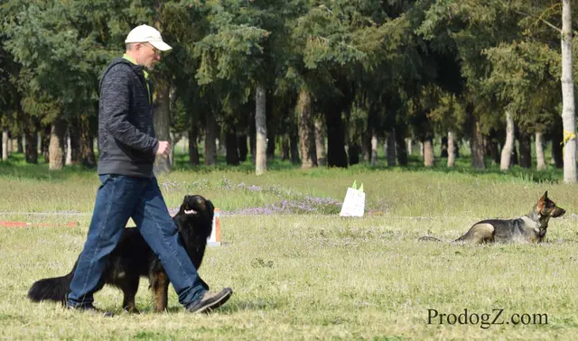 April 20, 2015 RVSC Schutzhund Trial on April 20, 2015 — a working dog and handler during a formal trial exercise — photo 161