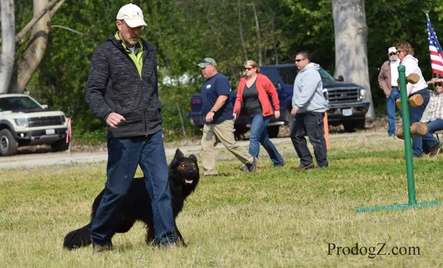 April 20, 2015 RVSC Schutzhund Trial on April 20, 2015 — a dog completing a Schutzhund jump or field exercise — photo 162