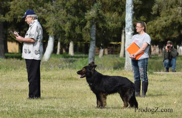 April 20, 2015 RVSC Schutzhund Trial on April 20, 2015 — a working dog engaging the helper during protection work — photo 164