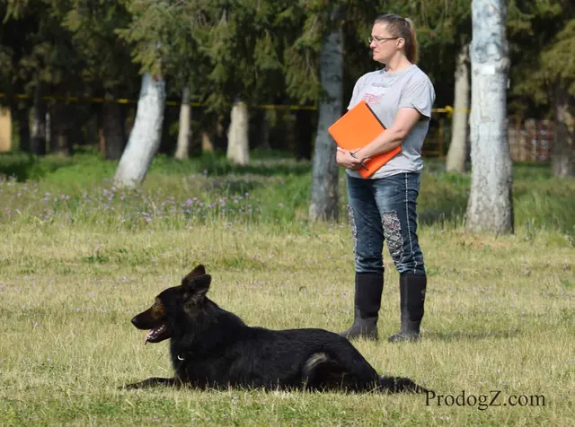 April 20, 2015 RVSC Schutzhund Trial on April 20, 2015 — a dog working near a Schutzhund blind during the protection phase — photo 165