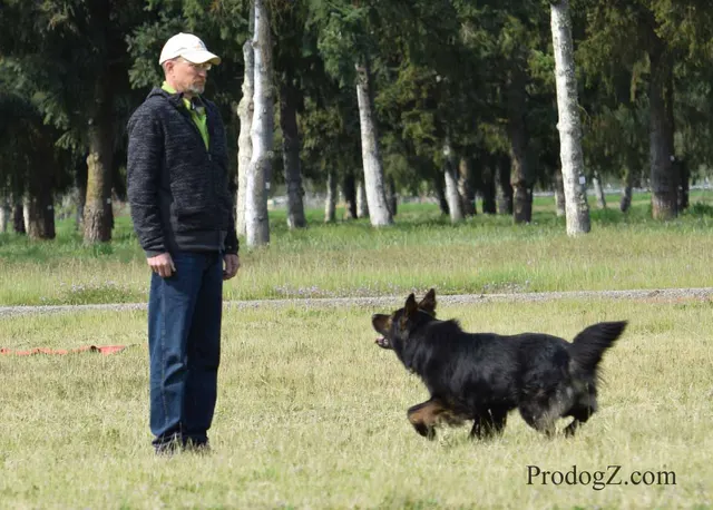 April 20, 2015 RVSC Schutzhund Trial on April 20, 2015 — a working dog and handler during a formal trial exercise — photo 166