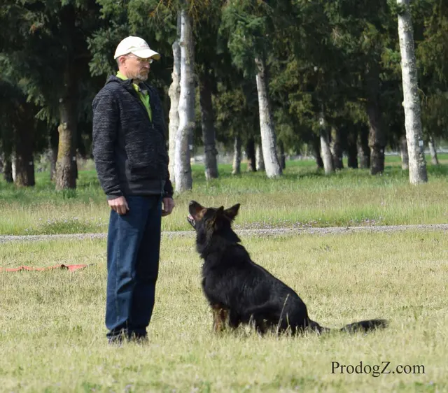 April 20, 2015 RVSC Schutzhund Trial on April 20, 2015 — a dog completing a Schutzhund jump or field exercise — photo 167